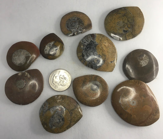 Ammonites from Morocco (10 count)