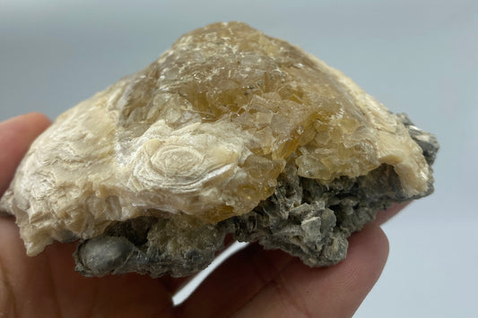 Fossilized Clam with Golden Calcite from Florida